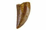 Serrated, Raptor Tooth - Real Dinosaur Tooth #115685-1